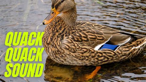 Buck Gardner Mallard Magix: Your Key to a Successful Duck Hunting Season